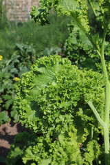 Closeup of a crinkly lettuce leaf, Derbyshire England
