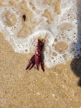 rote Krabbenschere am Strand von Portugal