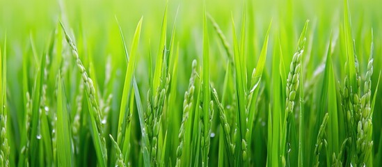 Naklejka premium Lush green rice fields in peak growing season showcasing vibrant agricultural landscape and healthy crop development