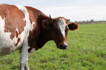 Cows graze on the pasture of the farm. Agriculture. Cattle breeding.