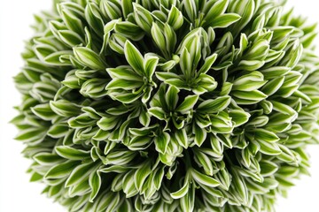 Fototapeta premium Green leaves on a plant in a close-up shot