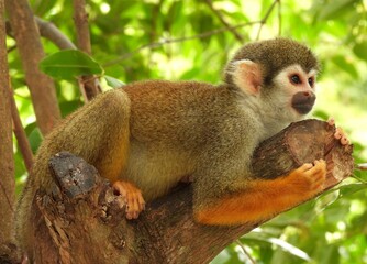Mão dourada, macaco de cheiro