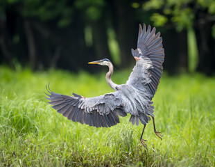 Great Blue Heron landing with wings spread