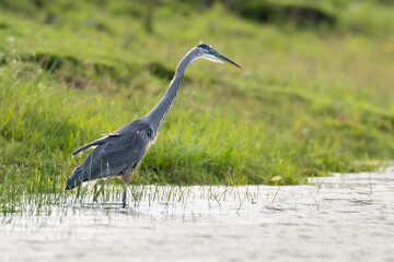 Great Blue Heron hunting at water's edge