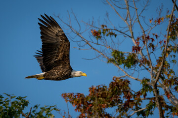 Bald Eagle flying past with blue sky and tree in background