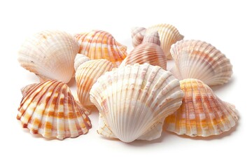 A collection of seashells on a clean white background