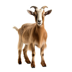Obraz premium goat isolated on white background