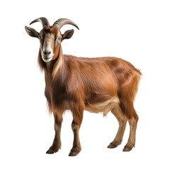 Fototapeta premium goat on a white background