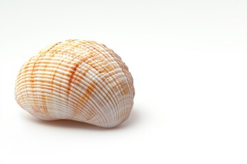 Obraz premium A detailed view of a shell on a clean white background, ideal for use in still life or design compositions