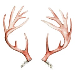 Fototapeta premium A pair of realistic deer antlers with intricate branching and a natural color palette, set against a plain background.
