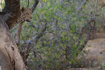 Leopard peeking out from its position in the trees