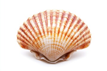 A detailed view of a shell sitting on a clean, white surface