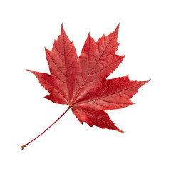 red maple leaf