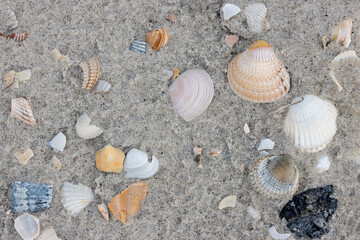 Muscheln am Nordsee Strand im Sand.