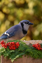 A blue jay in the fall, Sainte-Apolline, Québec, Canada