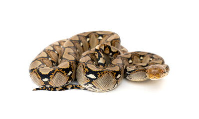 Fototapeta premium Small Snake Reticulated Python - Malayopython reticulatus coiled up and ready to attack isolated on white background.