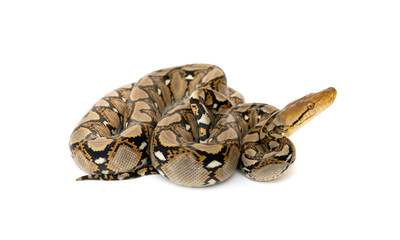 Small Snake Reticulated Python - Malayopython reticulatus coiled up and ready to attack isolated on white background.