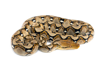 Small Snake Reticulated Python - Malayopython reticulatus coiled up and ready to attack isolated on white background.