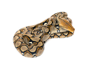 Naklejka premium Small Snake Reticulated Python - Malayopython reticulatus coiled up and ready to attack isolated on white background.