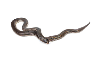 Sunbeam snake - Xenopeltis unicolor isolated on white background. It is a non-venomous and harmless snake and when the skin or scales are exposed to sunlight sparkle in rainbow.