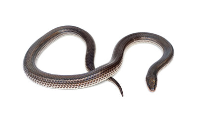 Sunbeam snake - Xenopeltis unicolor isolated on white background. It is a non-venomous and harmless snake and when the skin or scales are exposed to sunlight sparkle in rainbow.