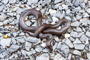 Obraz premium Sunbeam snake - Xenopeltis unicolor On the gravel in the backyard. It is a non-venomous and harmless snake and when the skin or scales are exposed to sunlight sparkle in rainbow.