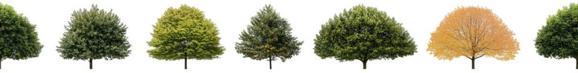 Obraz premium seamless of tree line trees autumn xl horizontal seamless arch viz cutout , isolated on white background, , copy space, copy space for text,