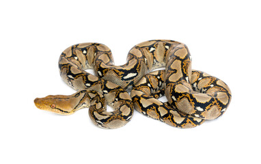 Small Snake Reticulated Python - Malayopython reticulatus coiled up and ready to attack isolated on white background.