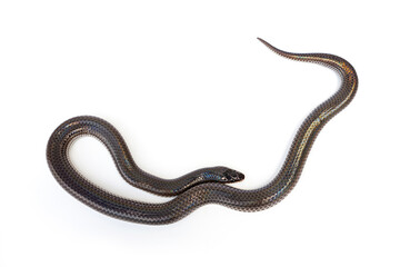 Fototapeta premium Sunbeam snake - Xenopeltis unicolor isolated on white background. It is a non-venomous and harmless snake and when the skin or scales are exposed to sunlight sparkle in rainbow.