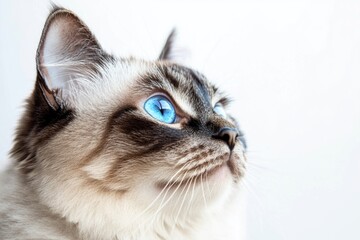 A clear shot of a cat's face showing its bright blue eyes, suitable for use in pet-related or nature-inspired designs