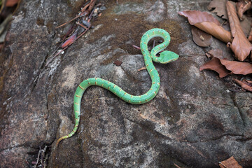 Male Wagler's Pit Viper - Tropidolaemus wagleri on a rock in the southern forest of Surat Thani Province, Thailand.