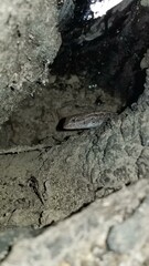 Lizard in a Hidden Hollow