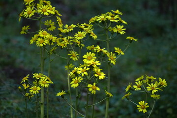 日本的な奥ゆかしい花