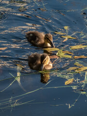 Group of fluffy ducklings of mallard or wild duck (Anas platyrhynchos) swimming together duck in...