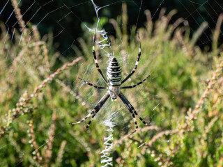 Close-up shot of female wasp spider (Argiope bruennichi) showing striking yellow and black markings on its abdomen hanging on spiral orb web