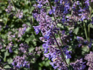 Catmint and Faassen's catnip (Nepeta &times; faassenii) Six hills giant flowering with two-lipped, trumpet-shaped, lavender flowers