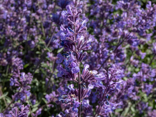 Obraz premium Catmint and Faassen's catnip (Nepeta × faassenii) 'Walker's low' flowering with two-lipped, trumpet-shaped, lavender flowers in summer