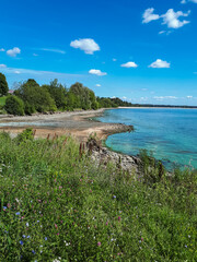 River bank with blue-green algae (Cyanobacteria) blooming in water, producing toxins that are harmful to humans and animals