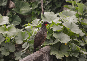 The Black-fronted Piping Guan (Aburria jacutinga), also known as Jacuguaçu, perched on a tree branch in its natural forest habitat. The bird's distinctive black and white plumage stands out against a 