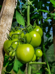 Close-up of maturing green tomatoes growing on a tomato plant in greenhouse in bright sunlight in summer