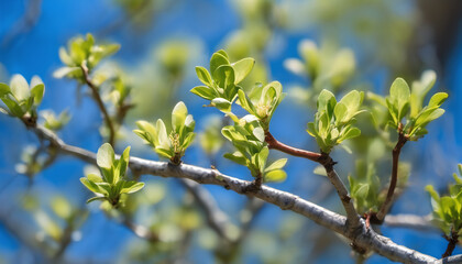 Fototapeta premium Sprouting Tree Buds Against a Blue Sky