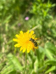 bee on a dandelion