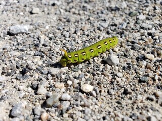 Green Hornworm Caterpillar on Rocks