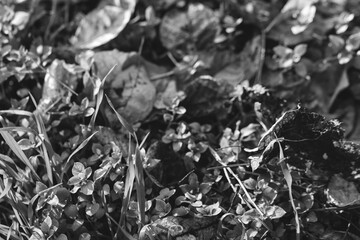 Detailed texture of dry leaves in natural settings, illustrating the beauty of decay in autumn