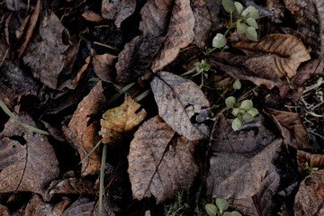 Sunlight filters through autumn leaves, casting shadows and illuminating the forest floor