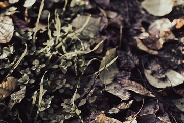 Seasonal tapestry of fallen leaves, woven with rich browns, reds, and yellows