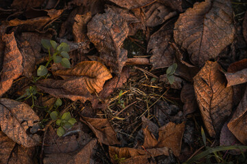 The intimate landscape of autumn leaves, displaying an array of colors and textures