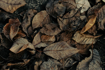 Varied shapes and colors of leaves captured on a forest bed, highlighting seasonal diversity