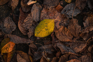 Crisp, fallen leaves blanket the ground, marking the change of seasons with vibrant hues