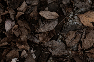 Varied shapes and colors of leaves captured on a forest bed, highlighting seasonal diversity